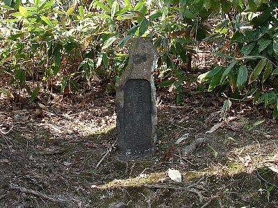 写真：献桧樹百本