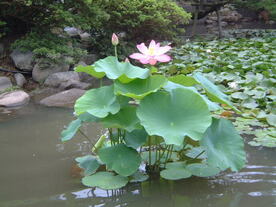 胡月池の大賀ハス