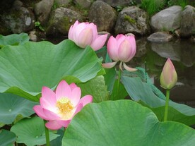 胡月池の大賀ハス