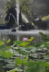 胡月池の大賀ハス