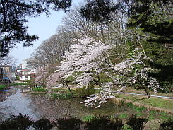 写真：明徳館向かいの内堀の桜