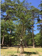 写真：27年度植樹のソメイヨシノ