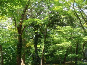 写真：千秋公園のシナノキ