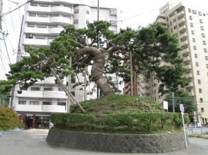 写真：鷹の松