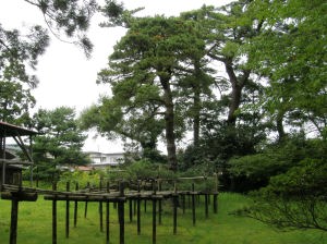 写真：余楽庵の松