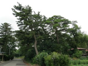 写真：森川家の松並木