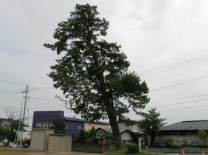 写真：新屋支所の松