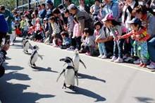 写真：ペンギン