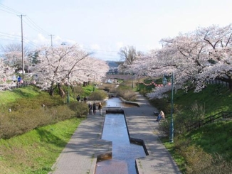 写真：桜並木の様子 