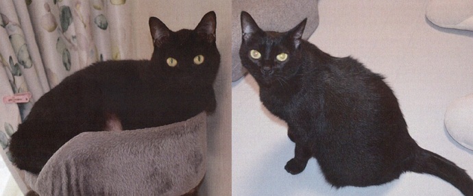 R8-9猫の写真