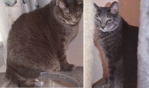 R8-10猫の写真