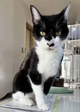 R8-3猫の写真