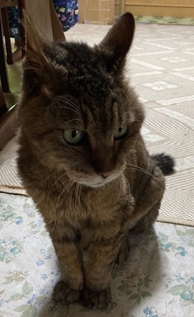 R8-4猫の写真