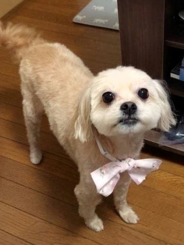 R8-1犬の写真