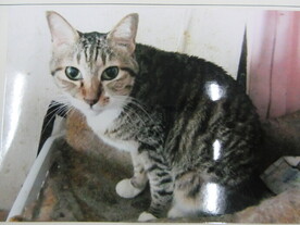 写真:紹介制度に登録されている猫No.R6-4