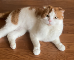 猫の写真：R7-2