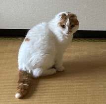 猫の写真：R7-3