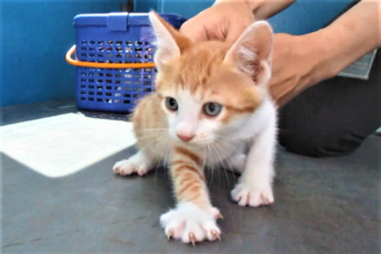 猫の写真：R7-10