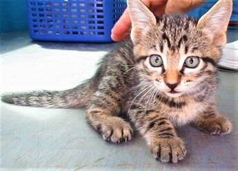 猫の写真：R7-5