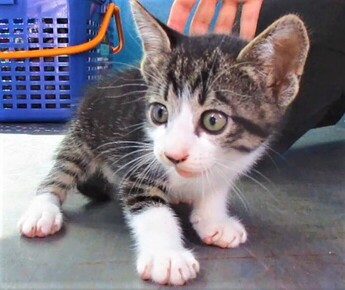 猫の写真：R7-7
