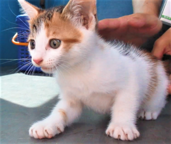 猫の写真：R7-8