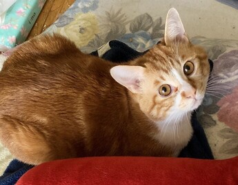 R8-1猫の写真