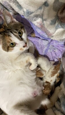R8-2猫の写真