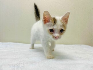 猫F032の写真