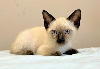 猫F026の写真