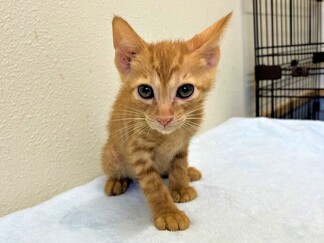猫F027の写真
