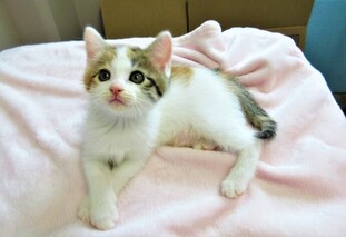 猫F013の写真