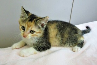 猫F014の写真