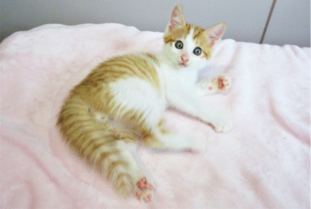 猫F015の写真
