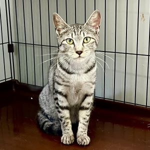 猫F090の写真