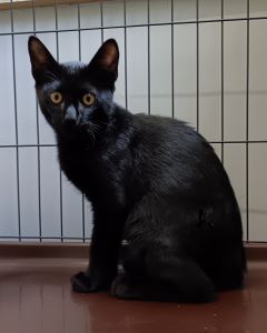 猫F094の写真