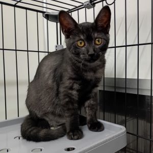 猫F095の写真