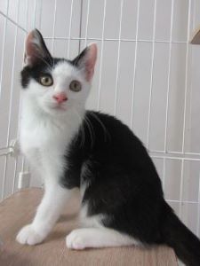 猫F023の写真
