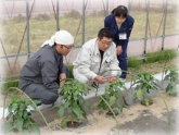 写真：JAによる栽培指導(2年目プロジェクト研修)