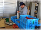写真：トマト選果作業