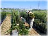 写真：小菊収穫作業(2年目プロジェクト研修)
