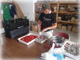 写真：トマト袋詰作業