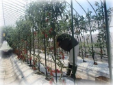 写真：ミニトマト収穫作業