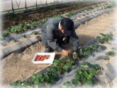 写真：イチゴ収穫作業(2年目プロジェクト研修)
