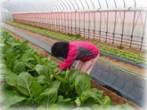 写真：アスパラ菜収穫作業