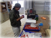 写真：トマト調製作業