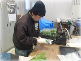 写真：アスパラ菜袋詰め作業