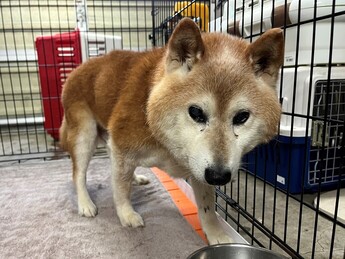 犬の写真 NO.3