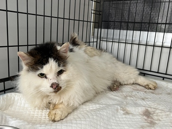 公示猫No.10の写真