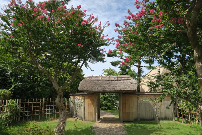 庭園内のサルスベリ