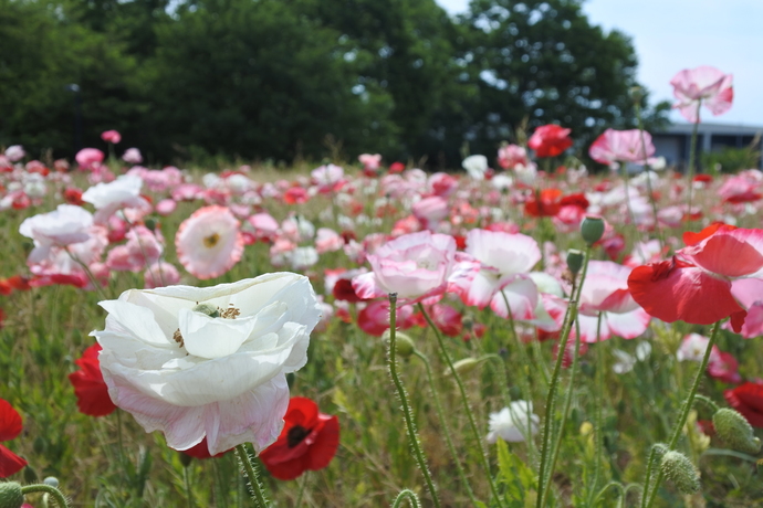 シャレーポピーの花